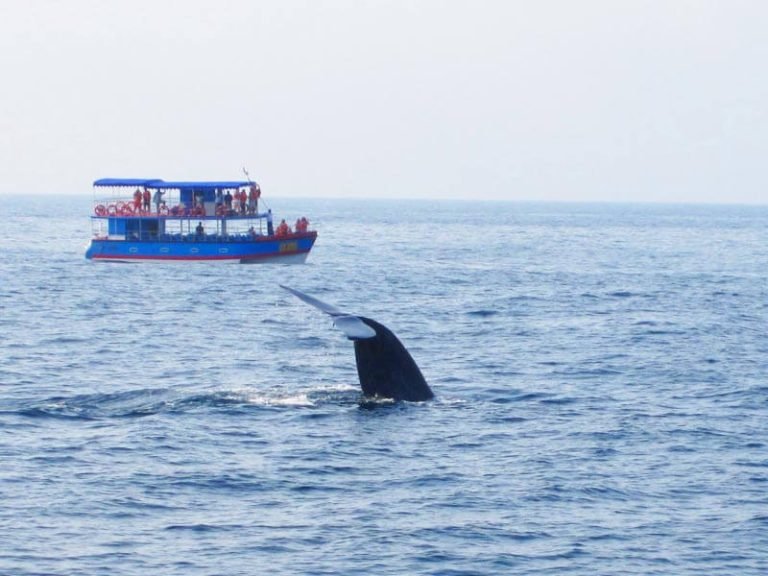 Whale Wartching Mirissa