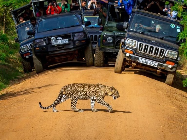 Yala National Park